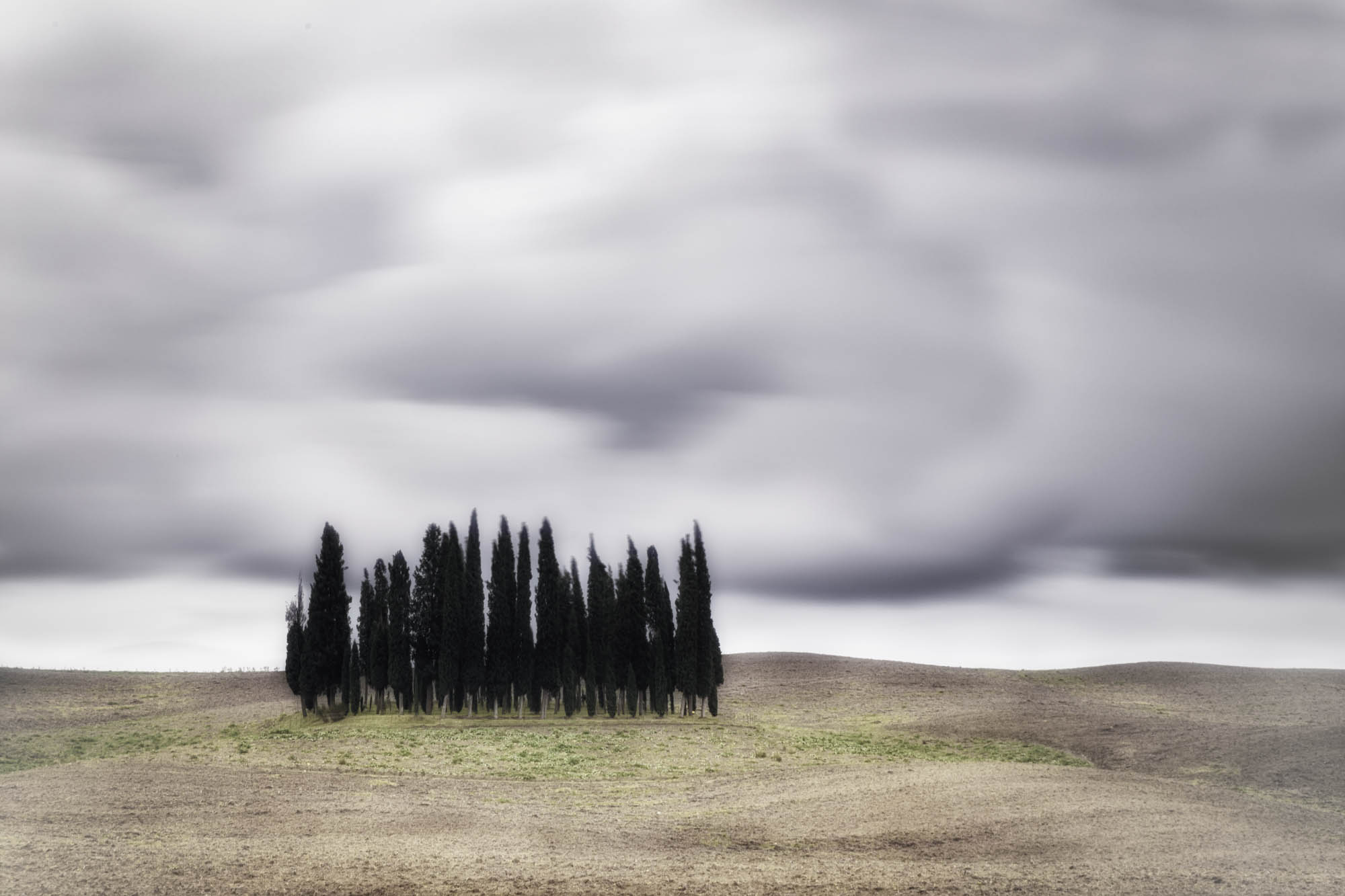 I cipressini (studio 3)