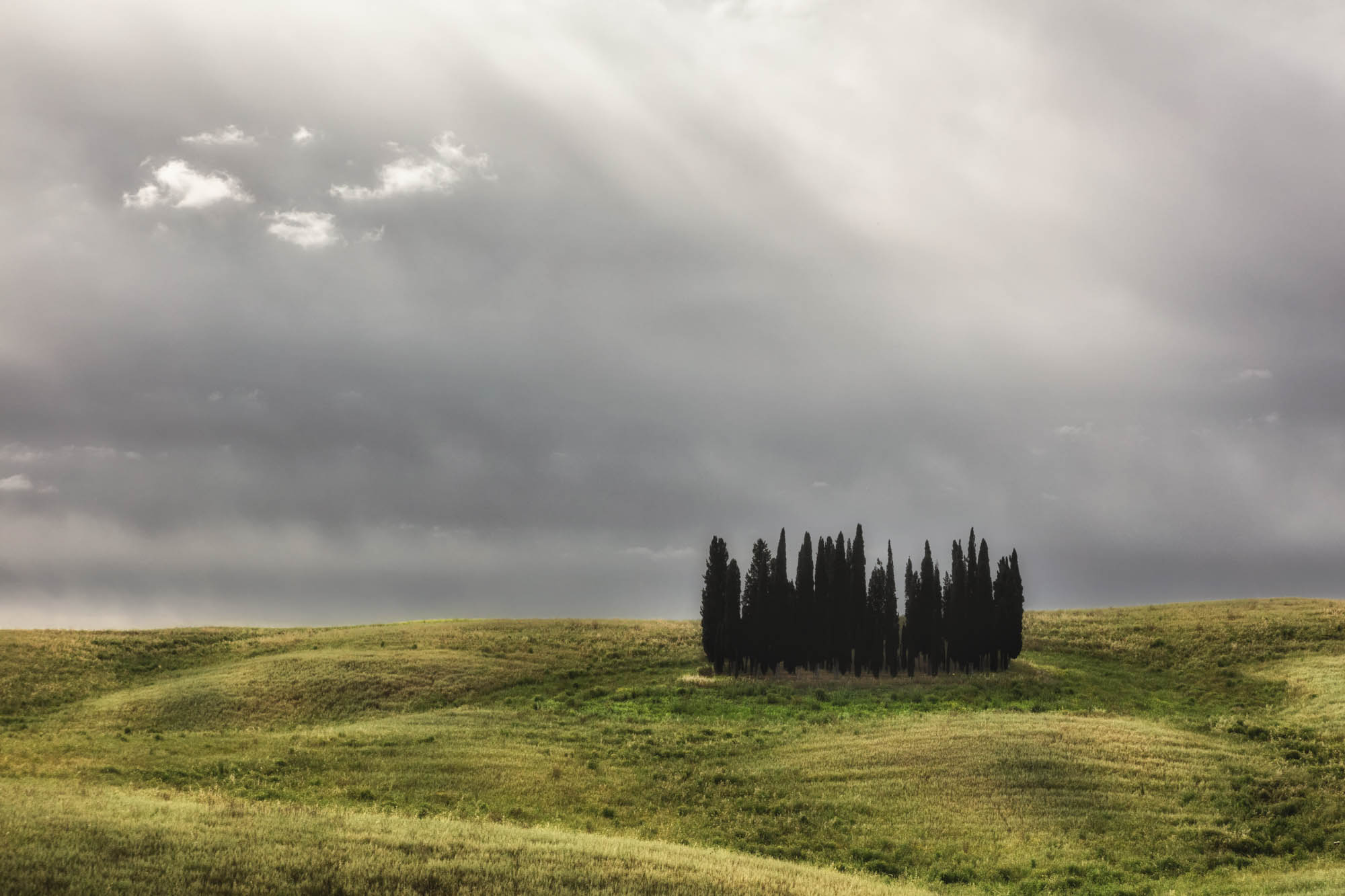 I cipressini (studio 11)